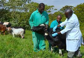Pastoralists commend FG over nationwide trans-boundary animal vaccination