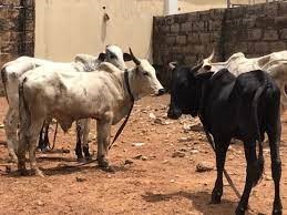 Cows for Eid-El-Kabir