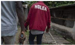 NDLEA seizes 505.3kg drugs, arrests 105 suspects in Kaduna