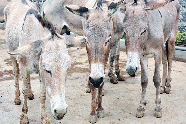 N60b investment in donkey business risks collapse, dealers lament￼