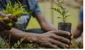 Desertification: Rotary Club plants 100 trees in Bauchi