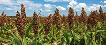 Multinational firms use 40% sorghum grits as adjuncts – Minister
