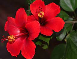 Nigeria resumes Hibiscus Trade with Mexico, to earn $3bn annually
