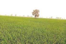 Nigeria achieves 75℅ self-sufficiency in rice production-FG