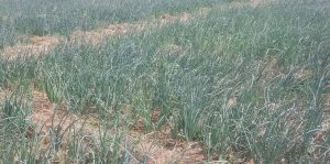 We rake in millions of Naira from onion cultivation – Farmers