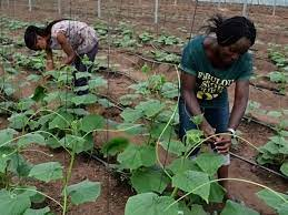 Ekiti govt. to engage 400 youths in horticulture  