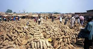 Nigeria accounts for over 70% of yams produced globally – NRCRI