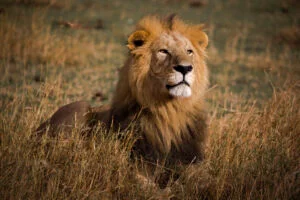 Reduce bushmeat consumption to protect West African lions – Wild Africa Fund