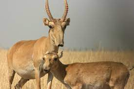 Endangered Mongolian saiga antelopes’ population exceeds 15,500