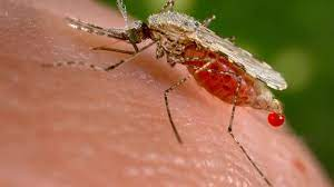 Nigeria loses N75.5 billion on each cycle of malaria treatment- Don